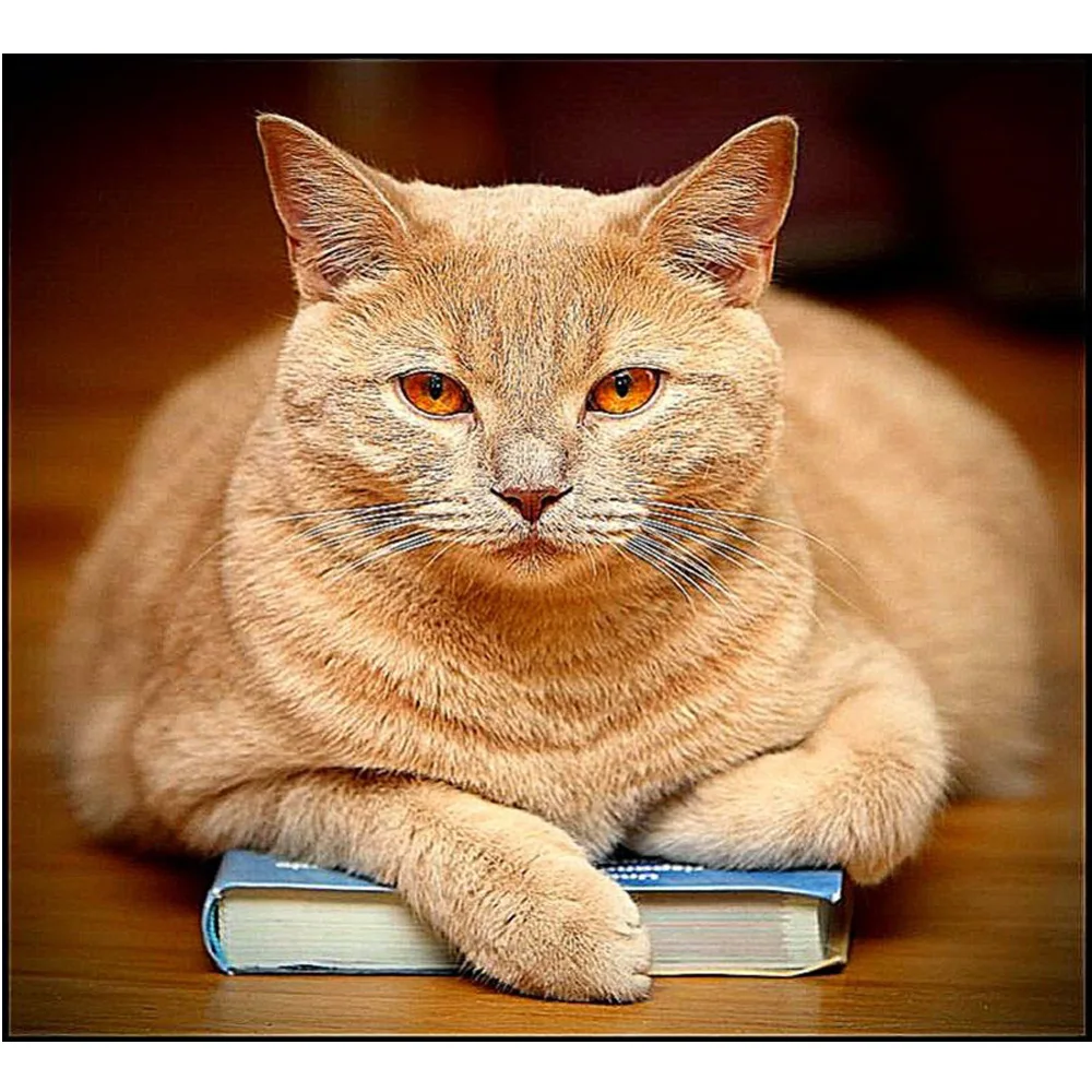 

DIY Diamond Painting Needlework Square Full Diamond Embroidery Learning cat Painting Pattern Home Decoration animals