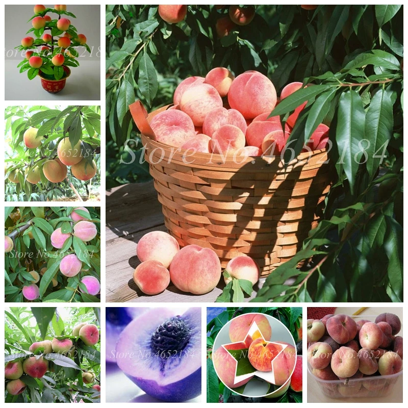 

2 Pcs Sweet Peach Bonsai China Nectarine Peach Outdoor Tree Bonsai Dwarf Bonanza Peaches Sweet Fruit For Home Garden Decor Plant