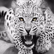 Тигр DIY цифровая картина маслом по номерам Европа абстрактная хлопковая картина для гостиной Настенная картина без рамки 40x50