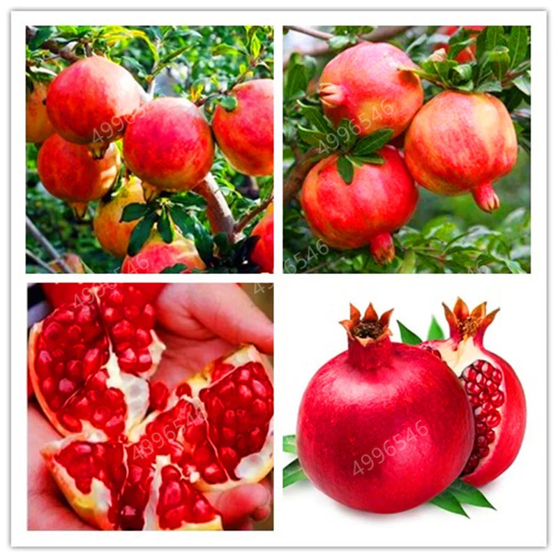 

30 Pcs Bonsai Pomegranate Bonsai Very Sweet Delicious Fruit Bonsai Succulents Tree Bonsai Plant For Home Garden Pot