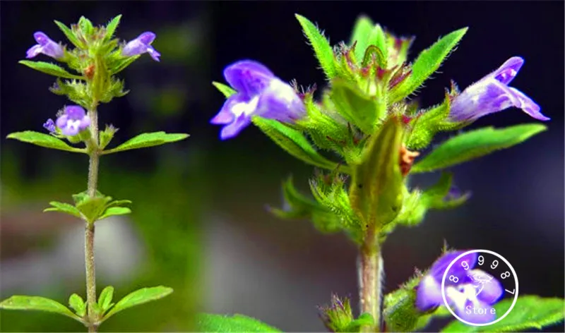 

100 Pieces/Lot New Fresh Nepeta cataria, Catnip,Bonsai Plants Home Gardening Flower Pots Balcony flower flores