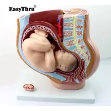 Female Pelvic with Full-term Fetal Model Pregnancy Development Nine Months of Fetus Uterine Reproductive Model Female Pelvic with Full-term Fetal Model Pregnancy Development Nine Months of Fetus Uterine Reproductive Model