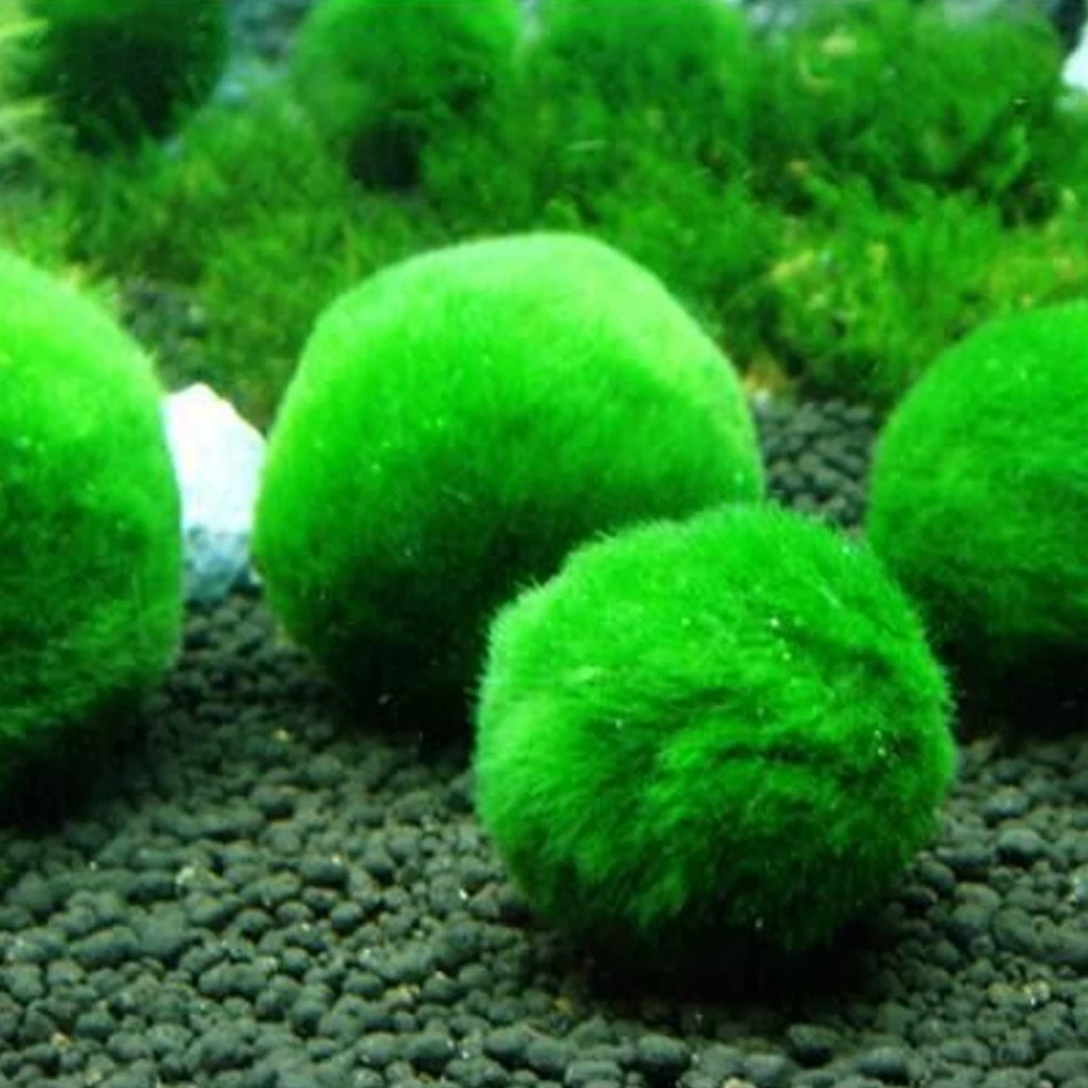 

Creative Mini Marimo Plant Moss Ball Microlandschaft Live Cladophora Aquarium Plant Fish Aquarium Decor