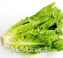 200PCS Italian Lettuce Seeds good taste,easy to grow, great salad choice,potted garden non-GMO organic vegetable lettuce seeds
