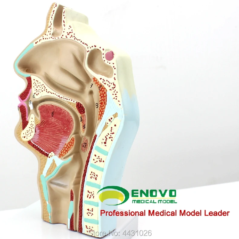 ENOVO анатомия модель носоглотки полости модели носовой полости и горло