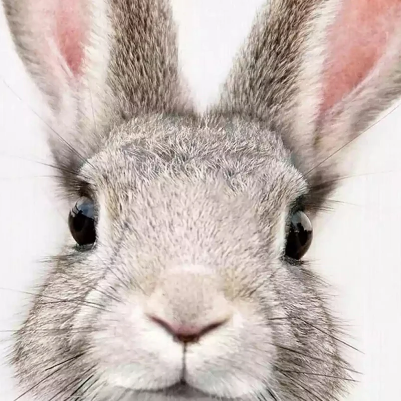 Sylvie-F-Baby-Bunny-Rabbit-Animal-Print-Framed-Canvas-by-Amy-Peterson-N-A-7fc7734c-5676-4f72-b2a6-c0ebfb064a65.webp