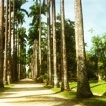 Trees both sides of a garden path  Jardim Botanico  Zona Sul  Rio de Janeiro  Brazil Poster Print (30 x 12)