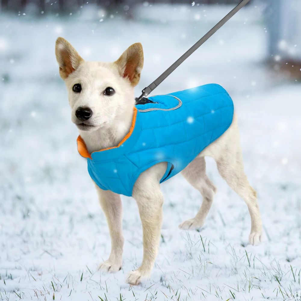 köpek montu