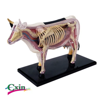 

4D Master puzzle assembling toy animal biological cow organ anatomy medicine teaching model