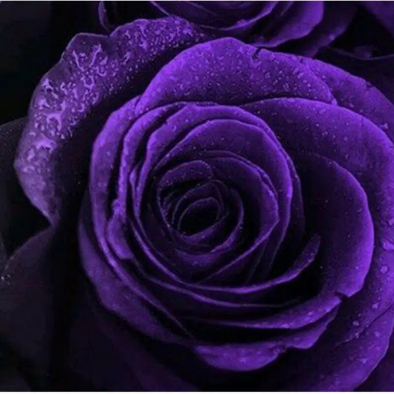 Очаровательная фиолетовая Роза бонсай семена цветов наружные живые растения украшения сада 100 шт