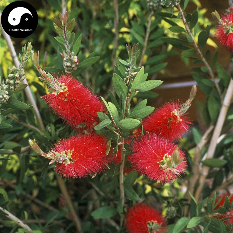 

Buy Stiff Bottle-brush Tree Semente 30pcs Plant Callistemon Rigidus For Hong Qian Ceng