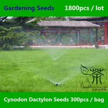 Widely Cultivated Cynodon Dactylon Seeds 1800pcs, Family Poaceae Bahama Grass Green Gardening Seeds, Natural Bermuda Grass Seeds