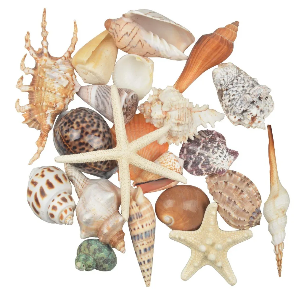 

1PC Medium Sea Shell Mixed Ocean Beach Seashells,Various Sizes Natural Colorful Sea shells Starfish Perfect for Beach