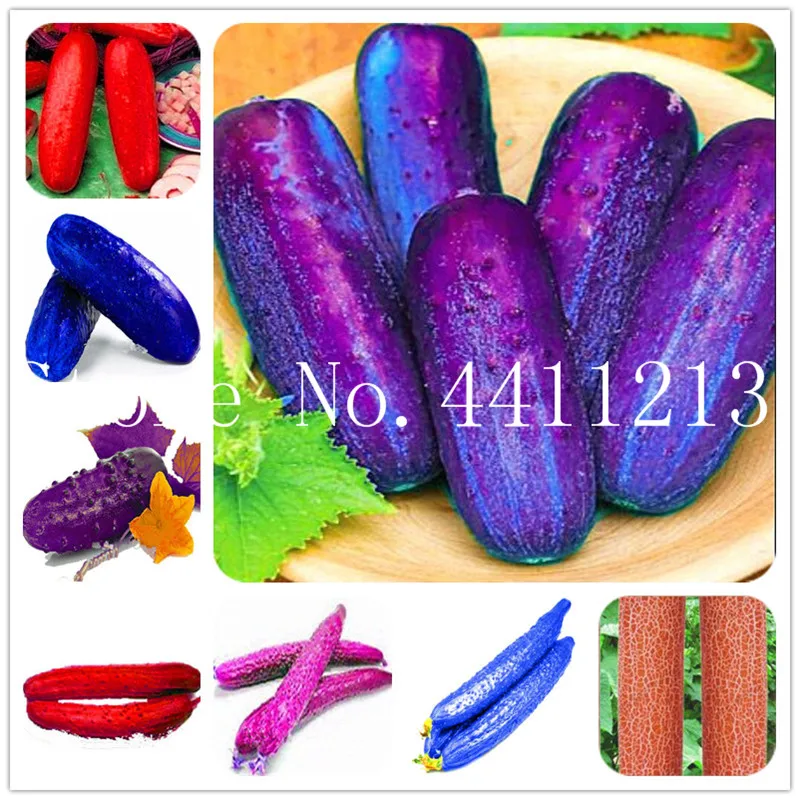

Sale! 100 pcs Exotic cucumber japanese long cucumber bonsai vegetable Potted Plant for home garden planting the Budding Rate 97%