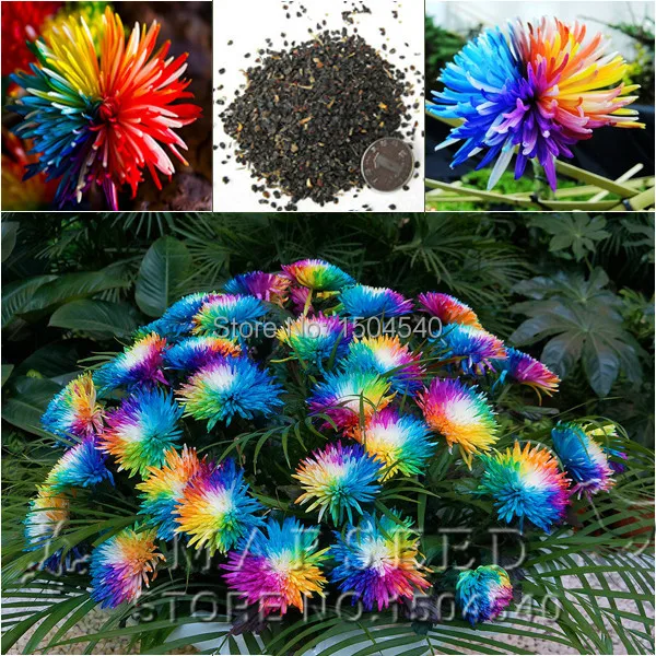 Free Shipping 20 Rainbow Chrysanthemum Flower Seeds rare color  new arrival DIY Home Garden flower plant