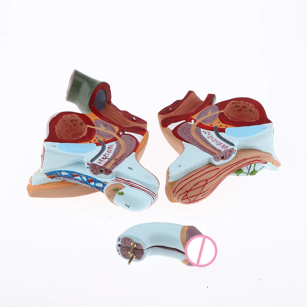 1:1 Male Genital Testis Scrotum Anatomical Model Genitourinary Medicine School Student Teacher Teaching Aids Lab Supplies
