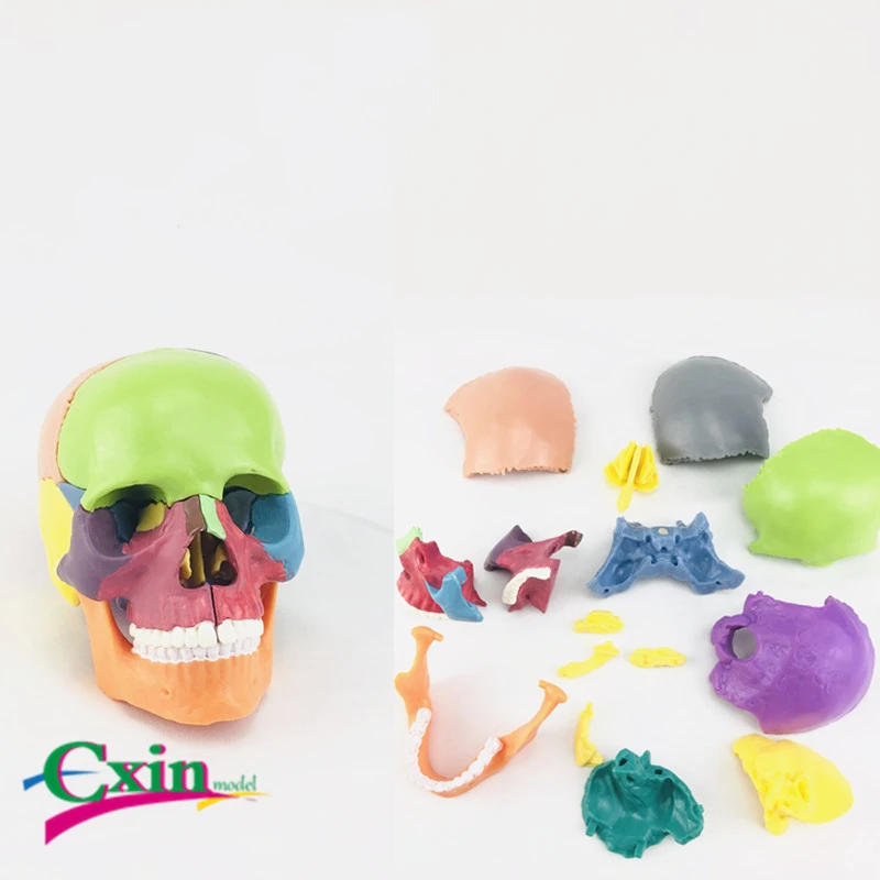 

Simulation Medical Split 15 Parts 1: 2 Human Body Skull Model Puzzle Assembly