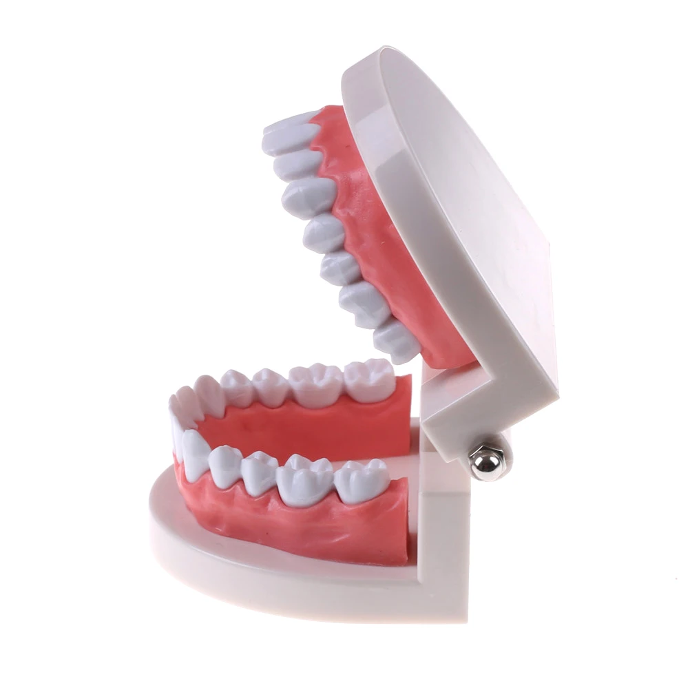 Dental tooth model Early childhood teaching model The teaching model of