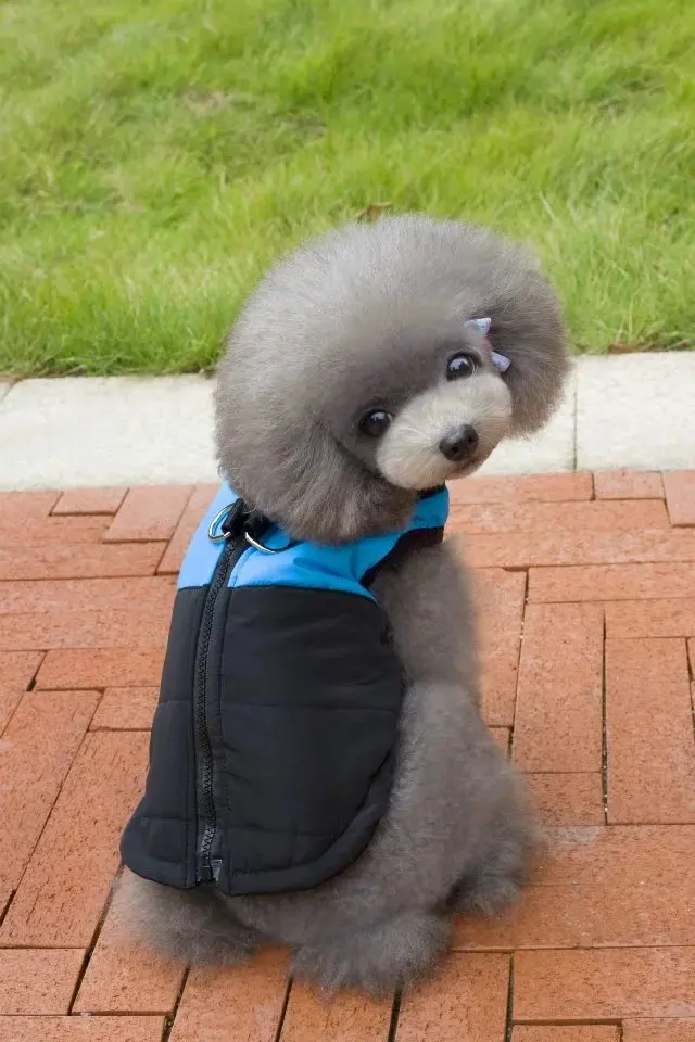 P01_Waterproof_Pet_Dog_Winter_Vest_Jacket_Clothing_Warm_Puppy_Dogs_Cats_Clothes_Coat_Parka_Dogs_Ski_Suit_for_Chihuahua_ (15)