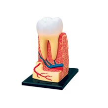 4D зуб интеллект Сборка игрушки Анатомия человеческого органа манекен для медицинского обучения DIY популярная научная техника