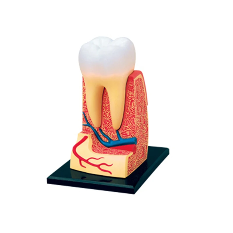 4D зуб интеллект Сборка игрушки Анатомия человеческого органа манекен для медицинского обучения DIY популярная научная техника