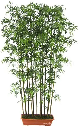 60pcs/bag Chinese mini Moso Bamboo . Phyllostachys heterocycla Pubescens-Giant Courtyard Moso Bamboo for DIY Home Garden Plant