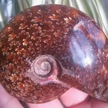 Ddh001301 Древних Аммонит Подлинной Ископаемых Кристаллический Красоты Мадагаскар