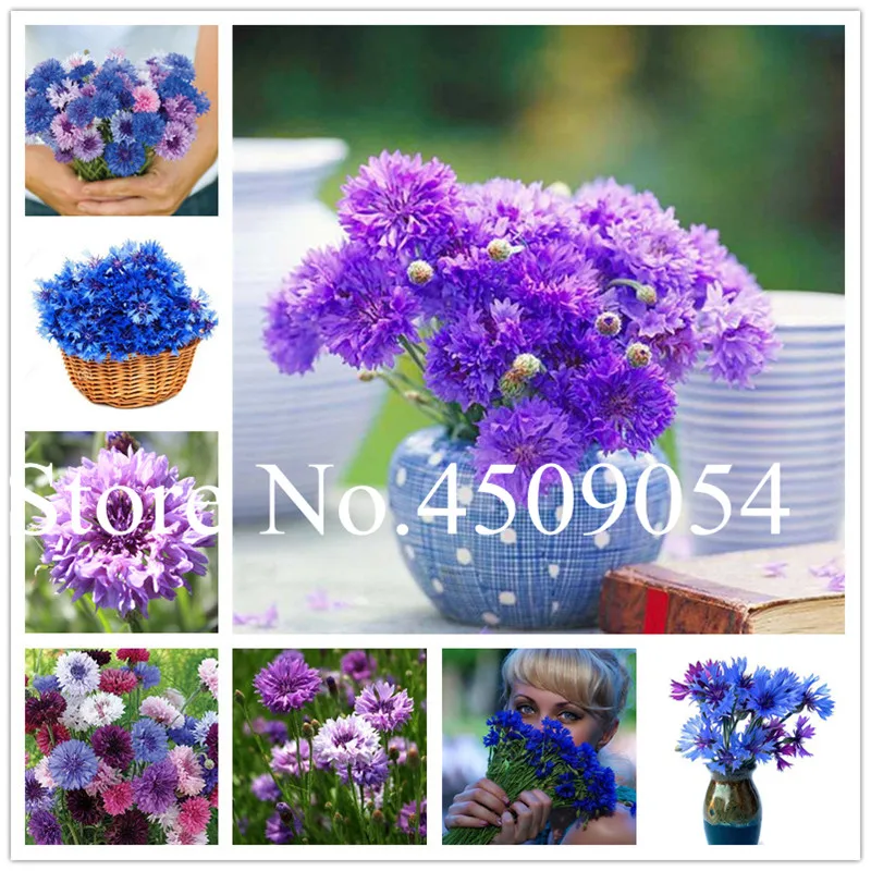 

Big Promotion 100 Pcs/Bag Cornflower Centaurea Cyanus Bonsai Balcony Patio Garden Flowers Potted Bonsai Plants Ornamental Bonsai