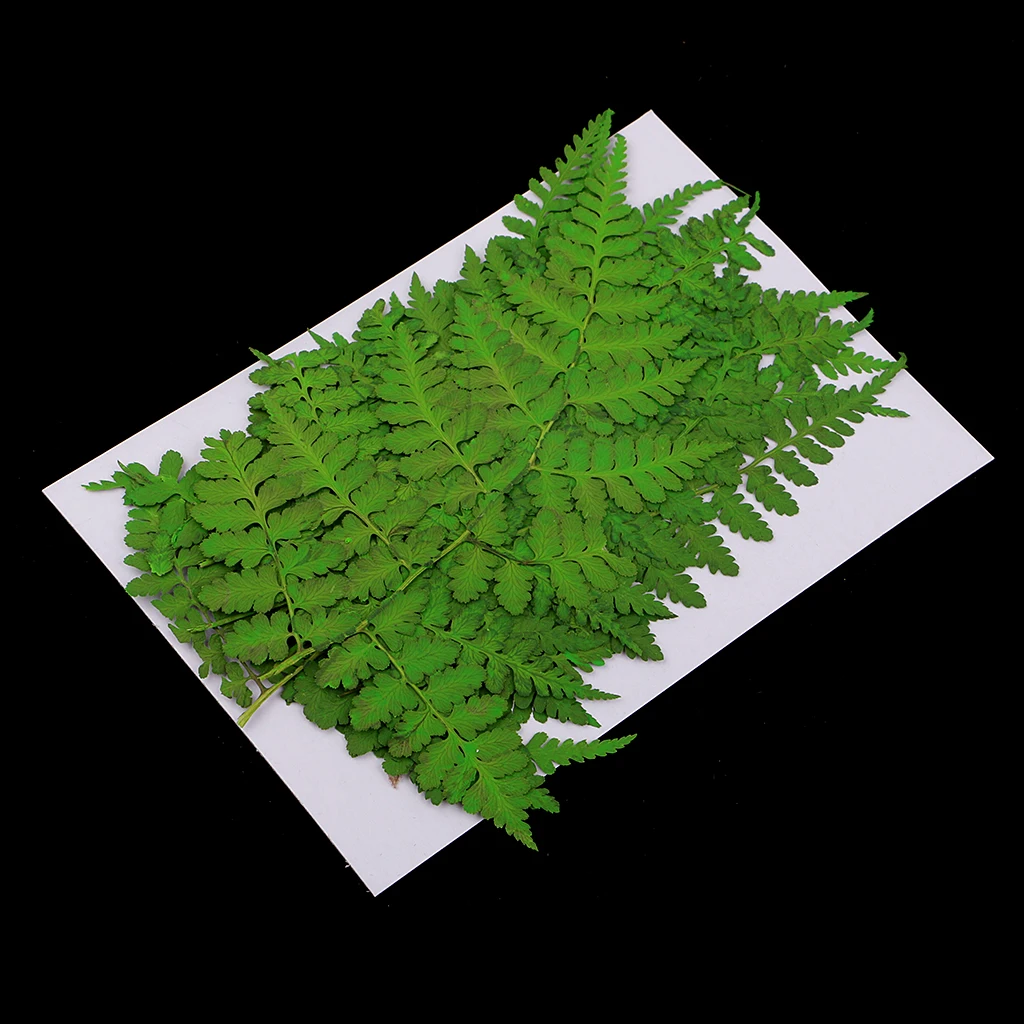 

12Pcs Real Press Dried Flower Leaves For Epoxy Resin Jewelry Making Craft DIY