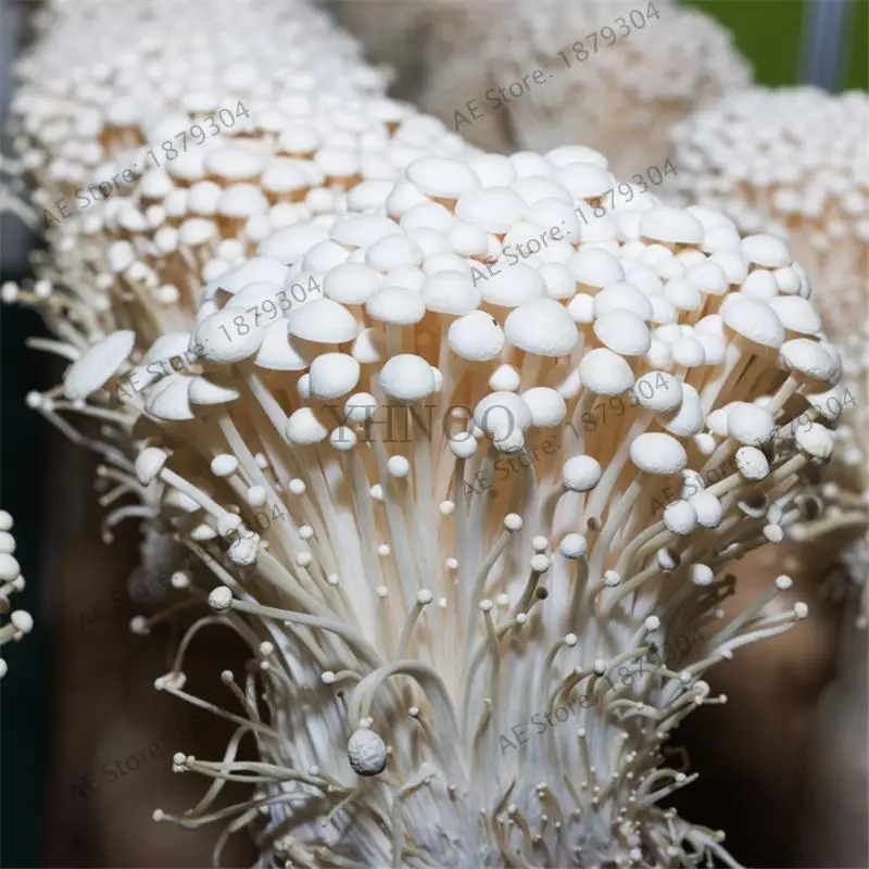 

Best-Selling 200 Pcs/log Mushroom Bonsai outdoor and indoor Plant Edible Health Vegetable Flammulina - 200Pcs