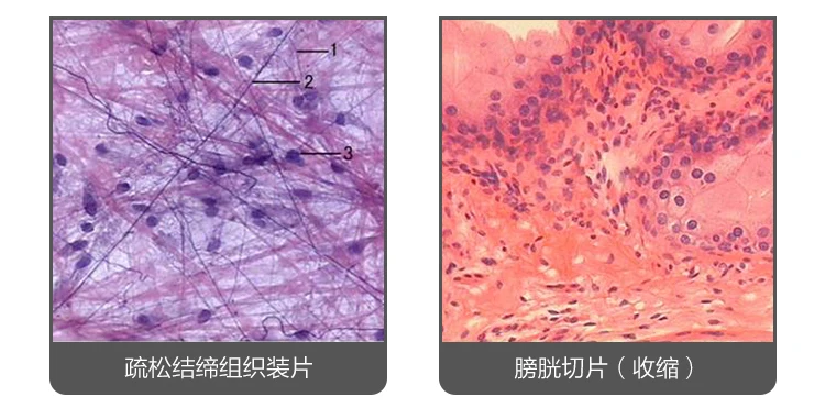 100 шт Гистология и эмбриология человека подготовленные физиологические кусочки образец Scetion микроскоп слайды для медицинского исследования
