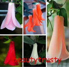 New Rare 50 Pcs / bag Chilean Bellflower (Lapageria rosea) Seeds ,evergreen, lasting , part shade ,DIY garden flower plant,