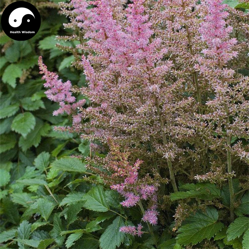 Купить китайский Astilbe Semente 100 шт. завод Astilbe Chinensis для Luo Синь-фу