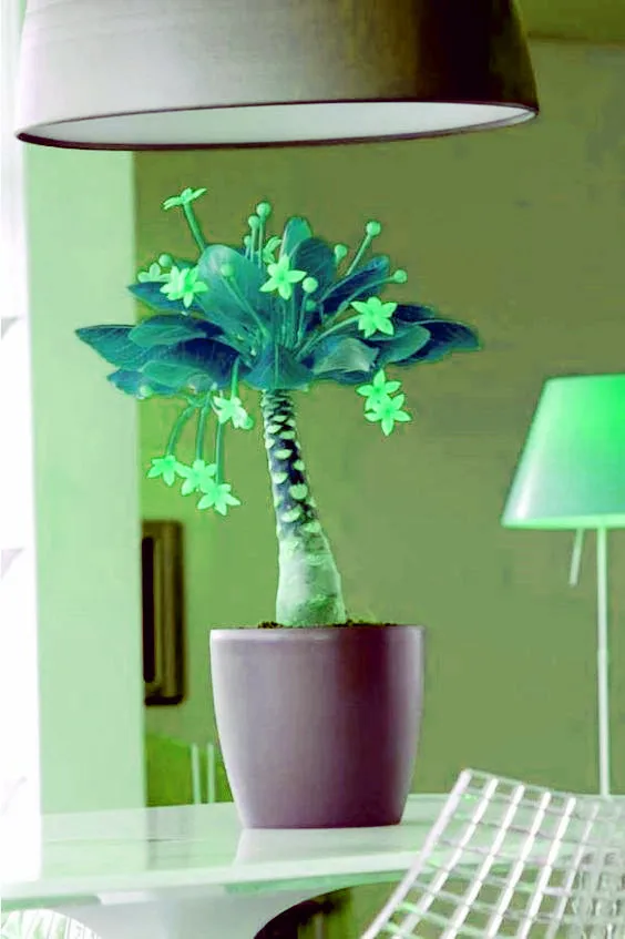 Bonsai 1 Pcs Pachira Macrocarpa 100% True Bonsai Tree Whip Pachira For Diy Home Garden Household Items Bonsai 1 Pcs Pachira Macrocarpa 100% True Bonsai Tree Whip Pachira For Diy Home Garden Household Items