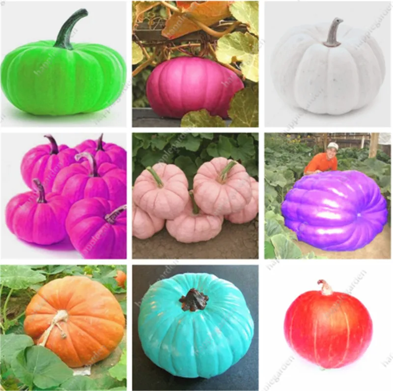 

20 pcs Outdoor Bonsai Turban Gourd flores, Edible Pumpkin Food, Organic Vegetable plants For Home Garden Non-GMO Edible food