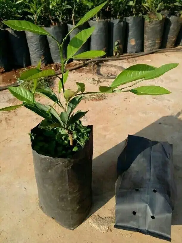 dai1
