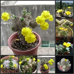 100 шт. свежий Настоящее Pachypodium brevicaule-Huibixiuxiao-суккулент Semillas sementes