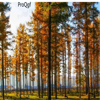 

ProQgf 5000Pcs Larix gmelinii