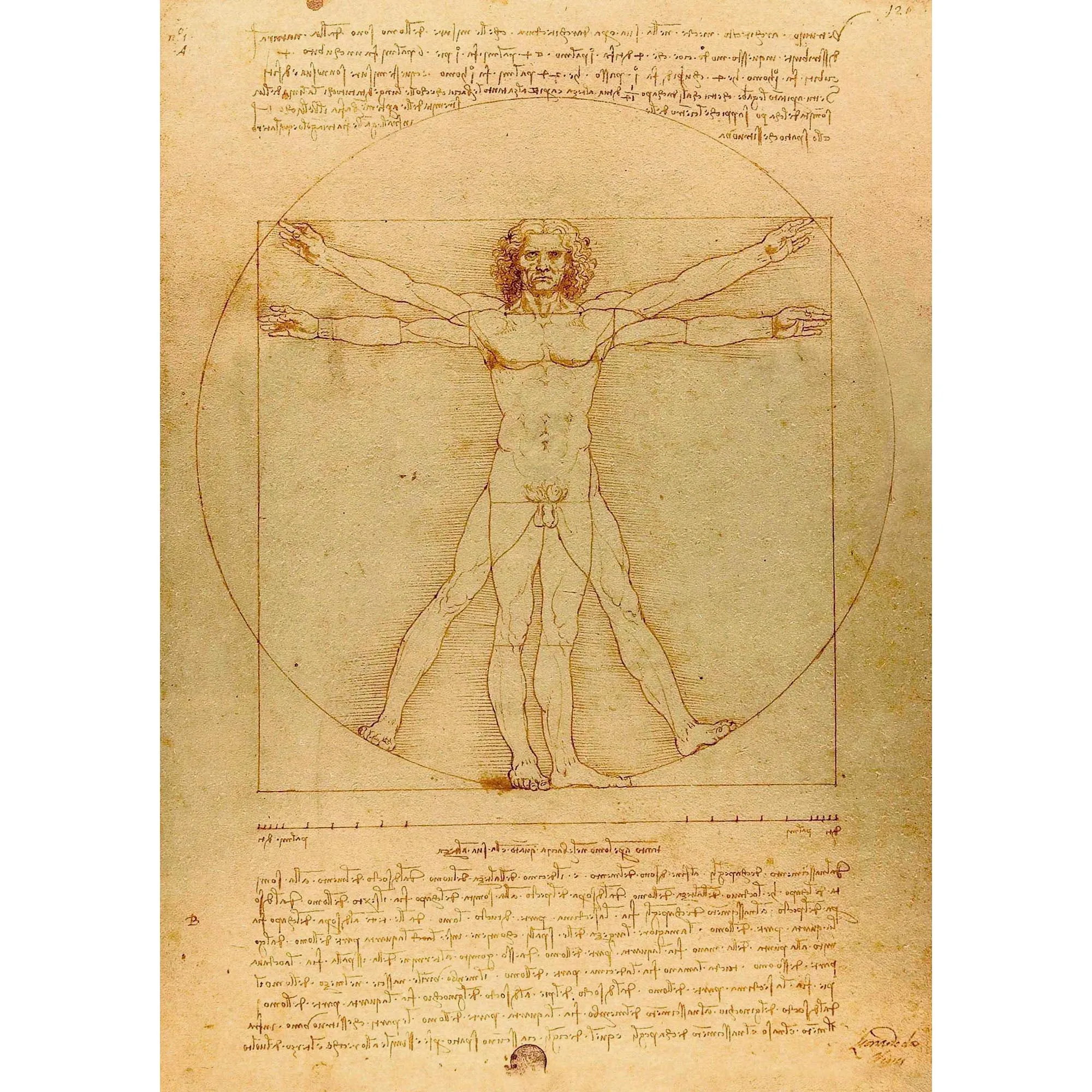 витрувианский человек леонардо да винчи. леонардо да винчи 1. ветеранский человек леонардо да винчи. леонардо да винчивитрувианский человек». картина да винчи человек витрувианский.