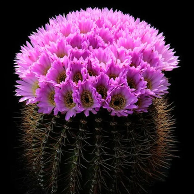 200 szt rzadkie żywe kamienie mix Lithops Bonsai kwitnący kwiat soczysty Cactus Organic Garden luzem Bonsai dla domu ogród tanie i dobre opinie Bardzo proste Wykluczone Strzelec Konserwy roślin Wieloletnich Courtyard Subtropikalnych Soczyste rośliny Rośliny ogrodowe 200 szt rzadkie żywe kamienie mix Lithops Bonsai kwitnący kwiat soczysty Cactus Organic Garden luzem Bonsai dla domu ogród tanie i dobre opinie Bardzo proste Wykluczone Strzelec Konserwy roślin Wieloletnich Courtyard Subtropikalnych Soczyste rośliny Rośliny ogrodowe