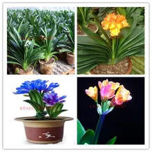 100 Clivia seeds, free shipping cheap Clivia seeds,Clivia potted seed, Bonsai balcony flower FOR home garden best gift for kids