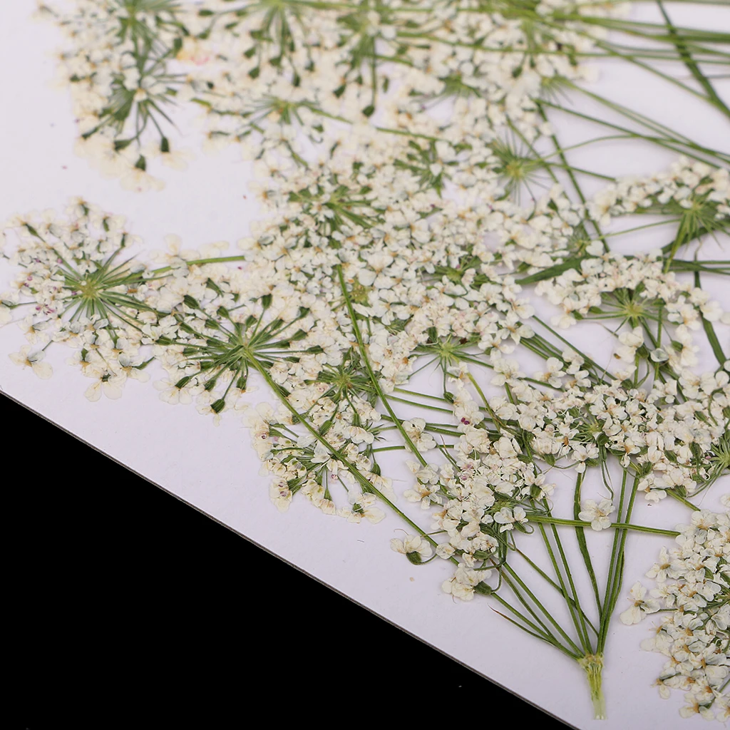 10 Pieces White Lace Flower Natural Real Pressed Dried Flower Poxy Resin Pendant Necklace Jewelry Making Craft DIY Accessories