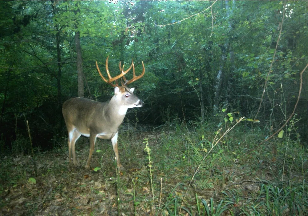 Hunting camera traps photo (1)