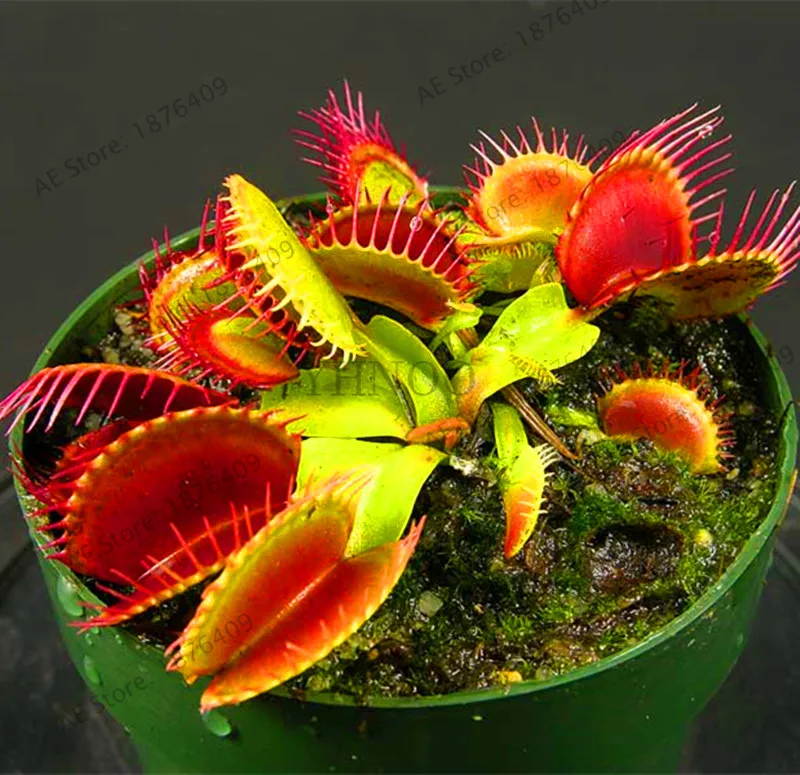 Новые свежие насекомоядные растения бонсай Dionaea muscipola гигантский зажим Венера Flytrap сад 20 Флорес,# X30Z6J