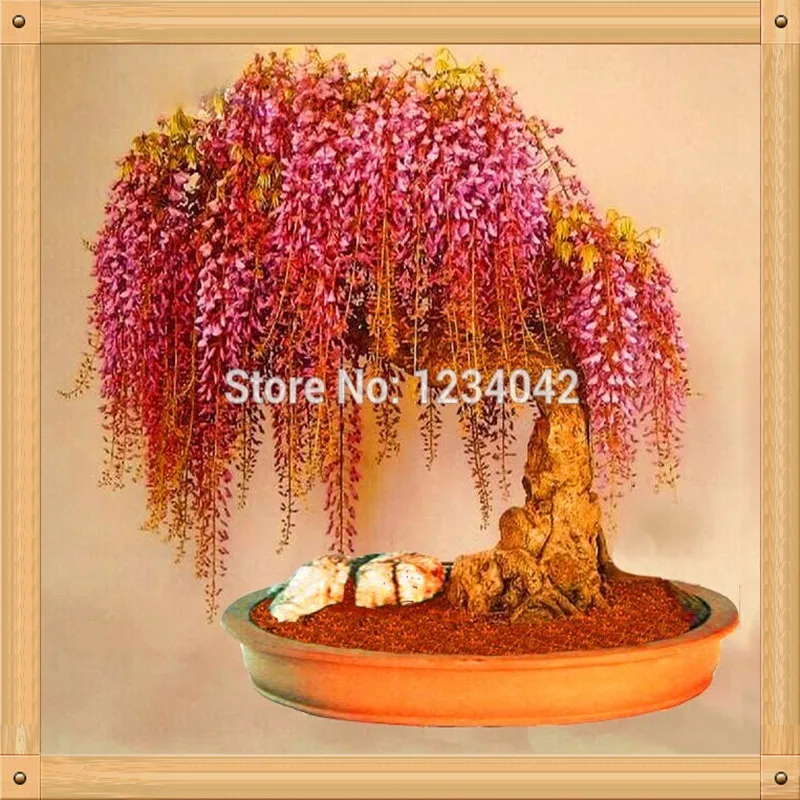Brussel's bonsai nursery coupon code