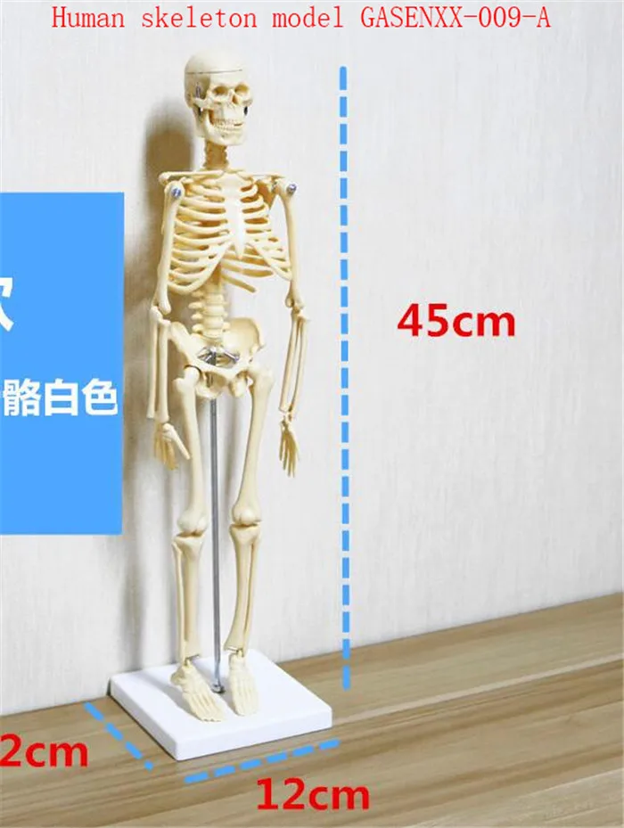 

Can be active Medical medicine teaching spine specimen Cerebellum Blood vessels Human skeleton model GASENXX-009-A