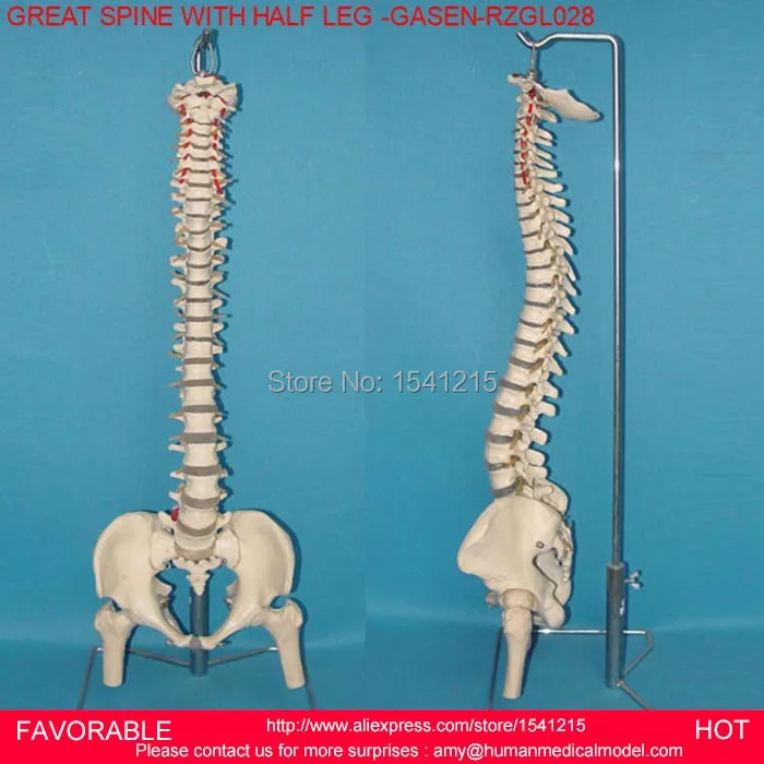 

MEDICAL REHABILITATION, REHABILITATION TRAINING, SPINE MODEL, HUMAN SPINE MODEL FOR MEDICAL, SPINE WITH HALF LEG -GASEN-RZGL028