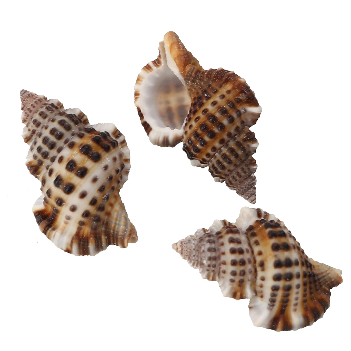 7pcs/set Natural Beautiful Sea Shell Conch Craft  Aquarium Decor Ornament Accessories For Jewelry Making DIY  Mayitr