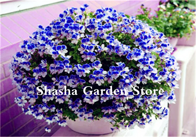 Hot Sale 2000 pcs/bag Geranium Flower,Pelargonium Peltatum Bonsai, Perennial Garden Flowers Pelargonium plant for home garden