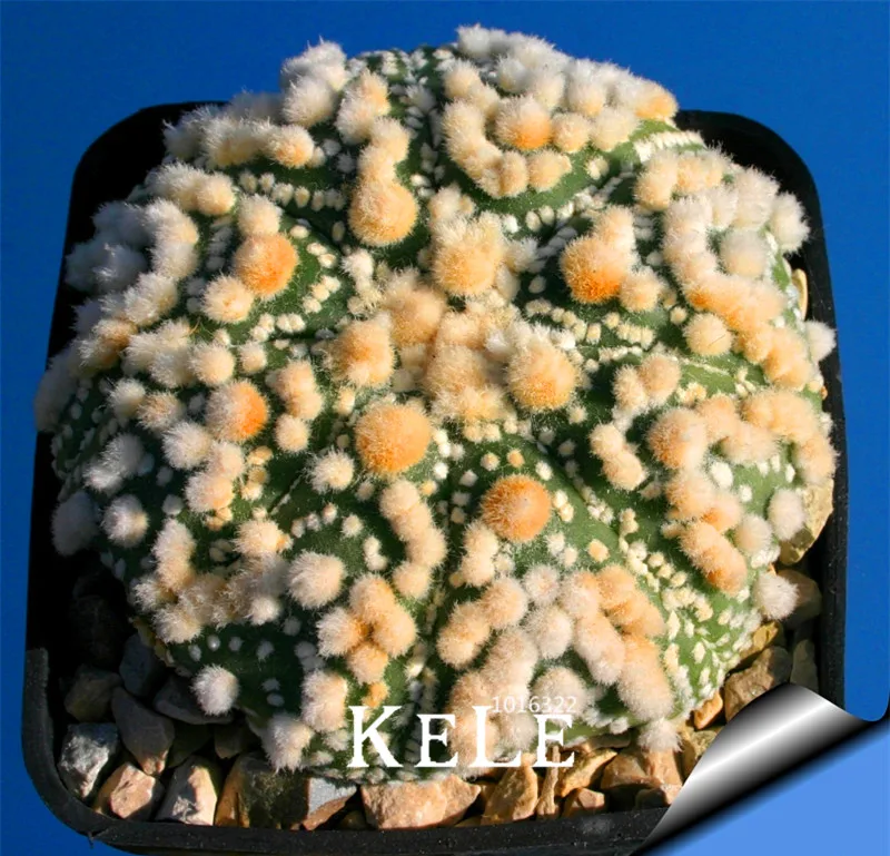 

New Arrival!100pcs/Pack Fairy Succulents Plantas anti-Radiation,Imported cactus Plants hybrid bonsai Garden Flowering,#AQ67WF